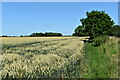 Ripening wheat, Stonham Aspal East End in IP14 6AX