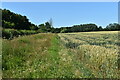 Arable field margin, East End, Stonham Aspal in IP14 6AX