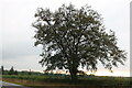 Tree on London Road, Six Mile Bottom in CB8 0UU