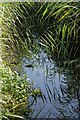 Drain by the River Yar in Brading Marsh in PO36 0BD