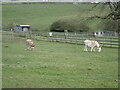 Donkeys grazing near the Knockerdown Inn in DE6 1NR