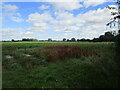 Field of sugar beet near South Scarle in Besthorpe