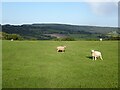 Sheep in a field at Earlswood Common in NP16 6SA