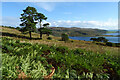 Scots Pines near Tighnabruaich in PA21 2ED