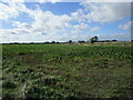 Field of sugar beet, Plot Lane, South Scarle in South Scarle
