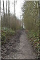 Woodland track to Kings Hill in ME19 4FF