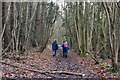 Walkers in High Castle Wood in TN15 6XT