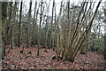 Coppicing, High Castle Wood in TN15 6XT