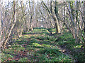 Cowage Wood, Hilmarton, Wilts in SN11 9HN
