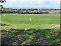 Sheep and a view of the Malvern Hills in WR10 3DL