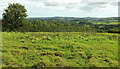 Field near Cobberton Farm in TQ9 6DS