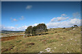 Protected birches in Township Allotment in Crosthwaite and Lyth