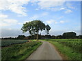 Tree by the roadside in PE20 1AP