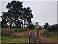 Stand of trees on Clent Hill in DY9 9LG