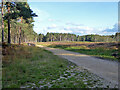 Clear felled area, Swinley Forest in GU19 5PN