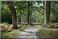 Bridleway, Woodhouse Copse in SO42 7UB