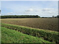 Prepared field and Math Wood in Thurlby