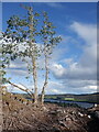 Tree near the summit of Crieff Hill in PH8 0ET