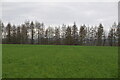 Field by Preston Hill Plantation in TN14 7UE