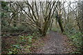 Coppicing, Gold Hill Woods in TN14 7UE