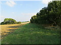 Hedge separating fields near Barrington Hill Triangulation Pillar in CB23 1ER