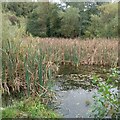 Pond being colonised by bulrushes in ML1 3PD
