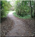 Path through woodland: Strathclyde Park in ML1 3PD