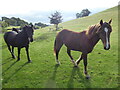 Ponies and cobs in their paddock near Llansantffraid-ym-Mechain in SY22 6AH