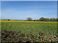 Field of oilseed rape near Callow in HR2 8BZ