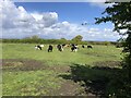 Cattle grazing near Mancot in CH5 2ET
