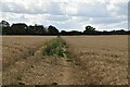 Footpath across arable field in CT4 5SH