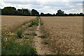 Footpath through barley in CT4 5SH