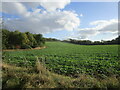 Field of oilseed rape near New Houghton in NG19 8BY
