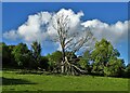 Dead tree near Atlowmoat Farm in Atlow