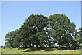 Trees beside Offa's Dyke near Llandrinio in SY22 6RP