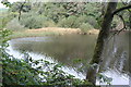 Reed beds below weir, Cwm Lleidi Reservoir in SA15 4PE