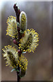 Willow catkins, Hightown in L38 9AN