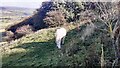 Horse in field on NE side of Witton Steeps in DL8 4ND