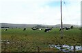 Cattle grazing at Holme Farm in LA11 6RA