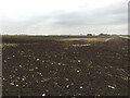 Field near Rand Hall Drove in CB7 5YJ