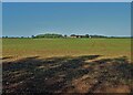 View across farmland to Whaley Common in NG20 9BQ