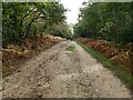 Woodland Ride in the Great Wood in TN33 0TJ