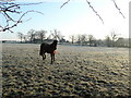 Horse in a frosty field in Stepps