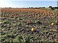 A field of pumpkins east of Spalding in PE12 6DA