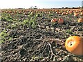 A crop of pumpkins near Western Hills, Spalding in PE12 6DA