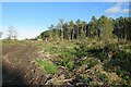 Cowiemuir Wood in IV32 7PR