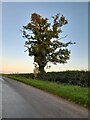 Lone tree on Oxhey Hill, Cropredy in OX17 1DR