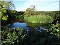 Pond by the path to Brizlincote Hall in DE11 0TF