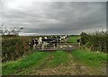 Cattle by School Lane, Springthorpe in Springthorpe