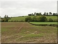 Winter cereals and Caynham Camp in SY8 3BL